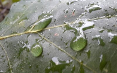 Nature sous la pluie